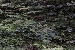 Plectranthus wightii